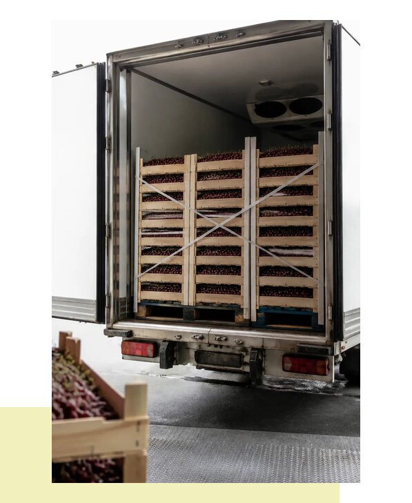 Перевозка свежей черешни в Сестрорецк рефрижераторным транспортом